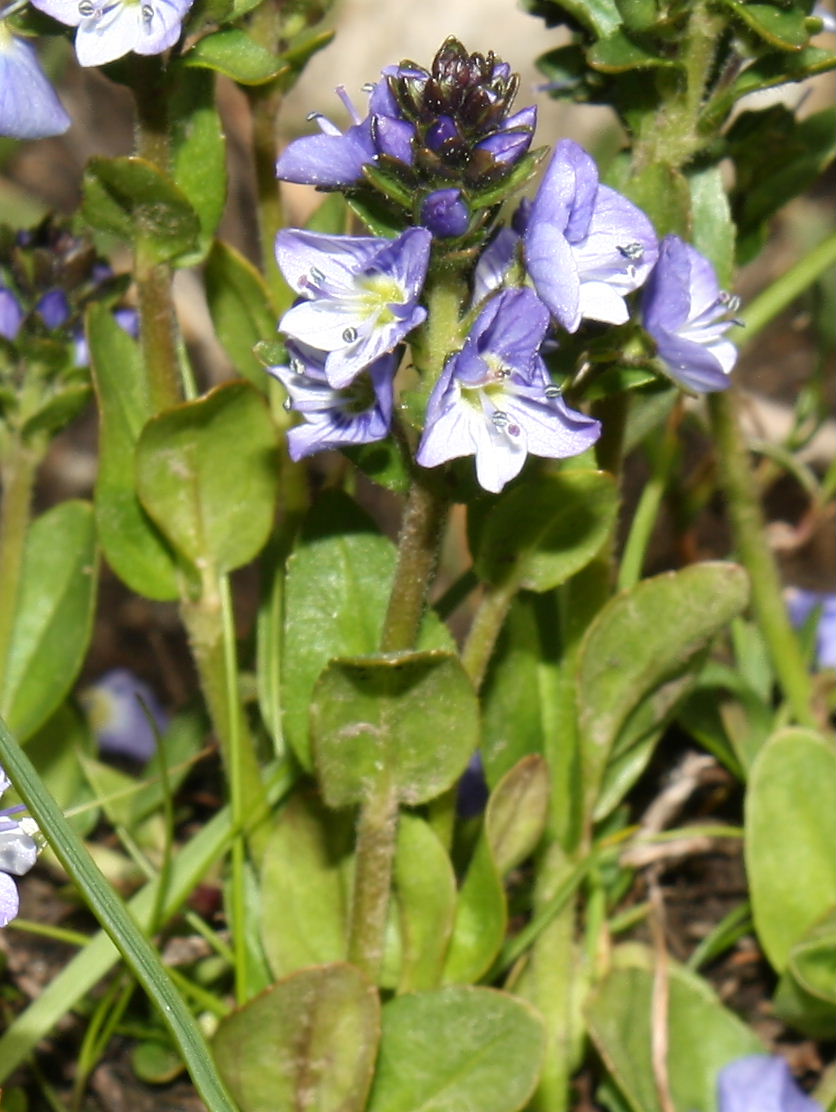 Veronica serpyllifolia subsp. humifusa